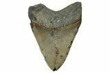Fossil Megalodon Tooth - North Carolina #328833-1